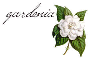 Versitia: The Script Typeface That Elevates Small Business Branding